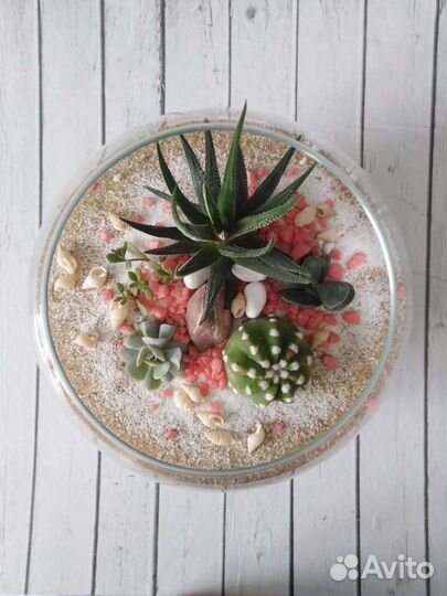 Суккуленты, флорариумы
