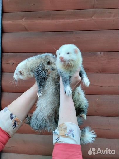 Хорьки. Эксклюзив. Доставка по России