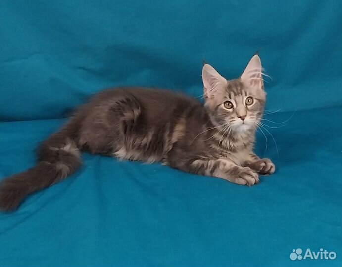 Котята мейн-кун