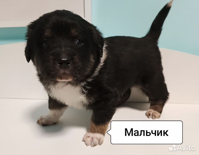 Щенки тибетского мастифа