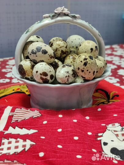 Перепела техасцы, яйцо инкубационное и пищевое