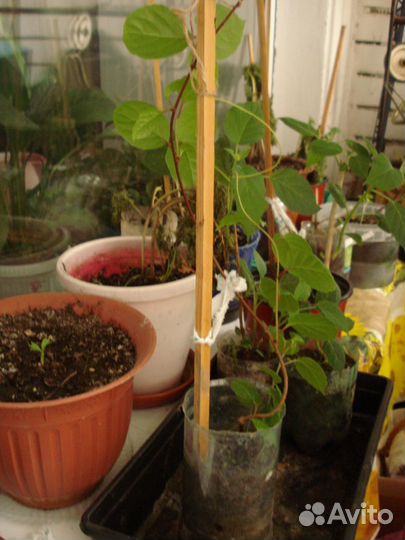 Лимонник китайский