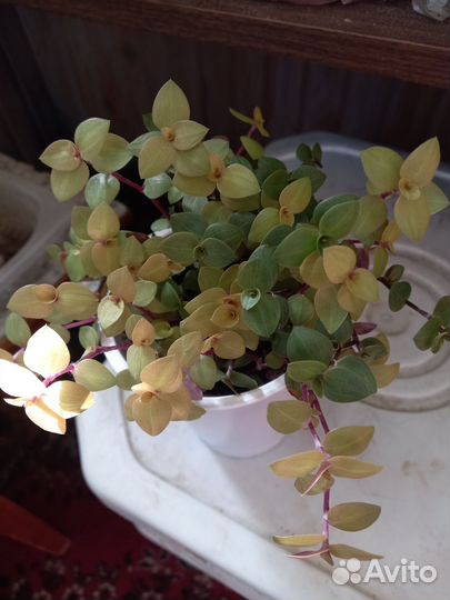 Коллизия,аптения,каланхоэ доктор