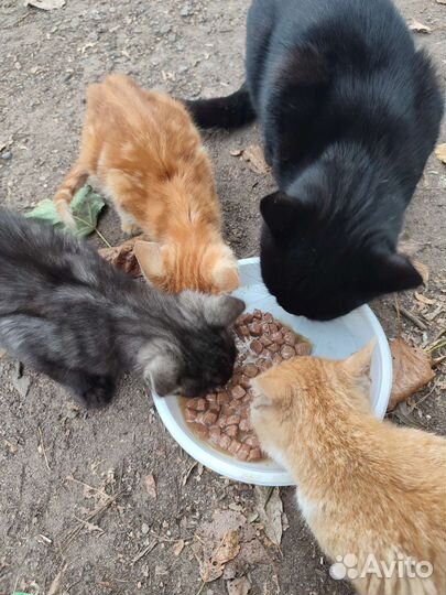 Котята в добрые руки