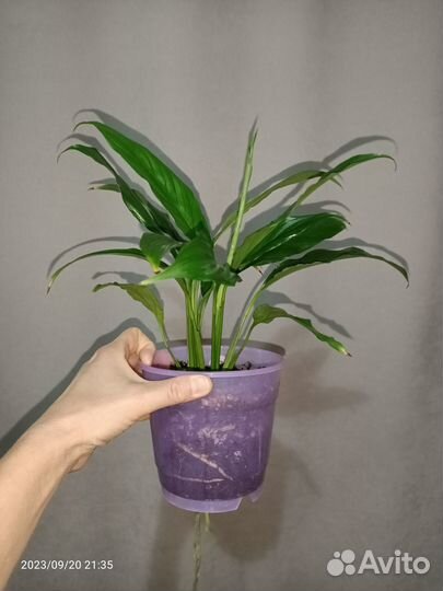 Спатифиллум Свит Лауретта