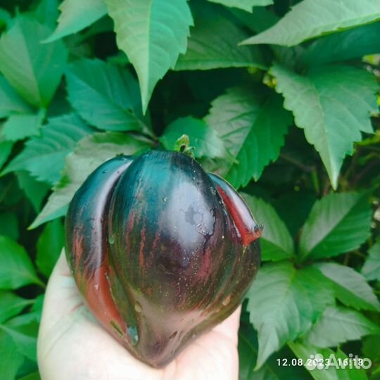 Семена томатов редкие сорта