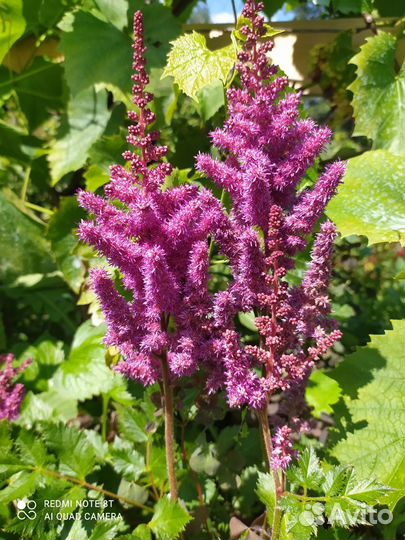 Многолетники