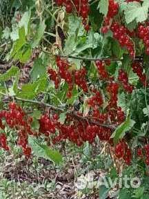 Смородина, крыжовник,клубника, йошта, арония