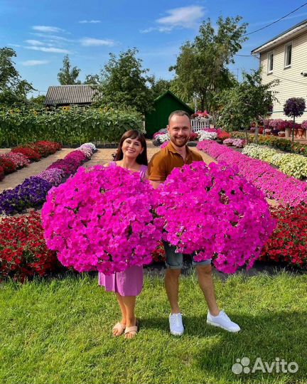 Гигантские ампельные петунии