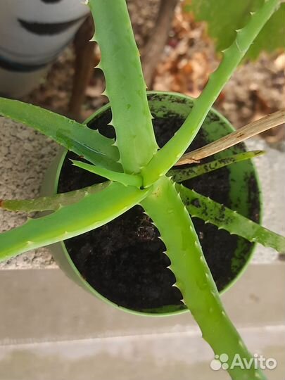 Комнатные цветы алоэ