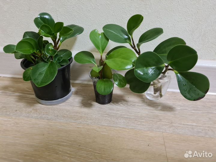 Пеперомия туполистная