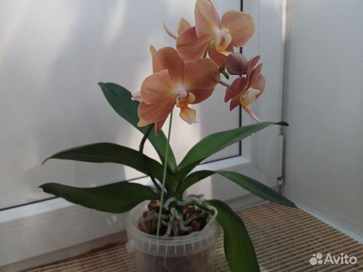 Орхидея фаленопсис
