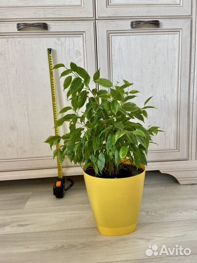 Фикус бенджамина