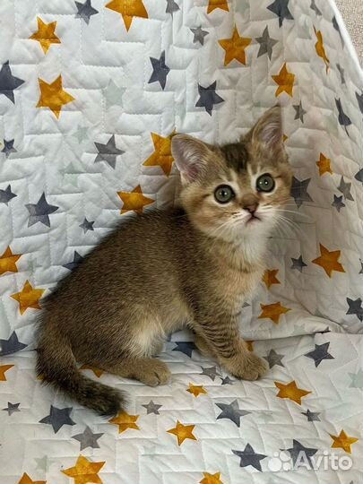 Котенок шатландская золотая шиншилла
