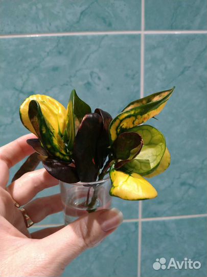 Кротоны Серьги,Пиктум Спот, Батик,Твист,Банан