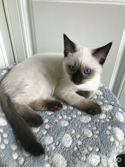 Тайский котенок девочка