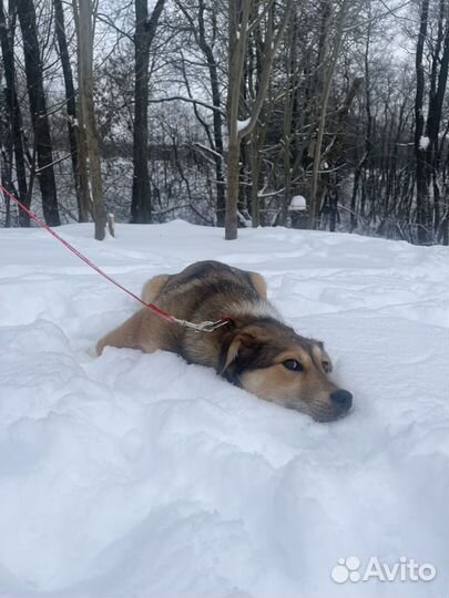 Спасите Лисичку