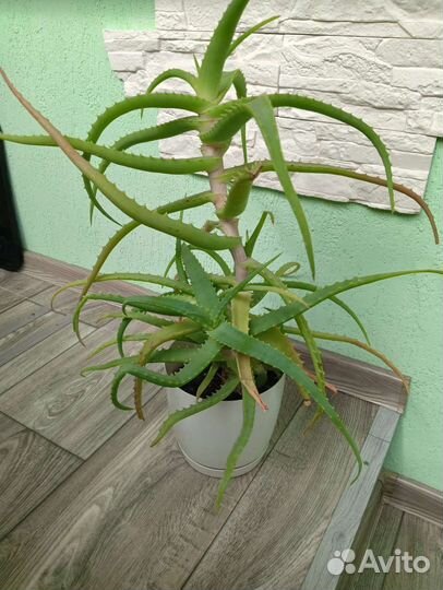 Алоэ лечебный