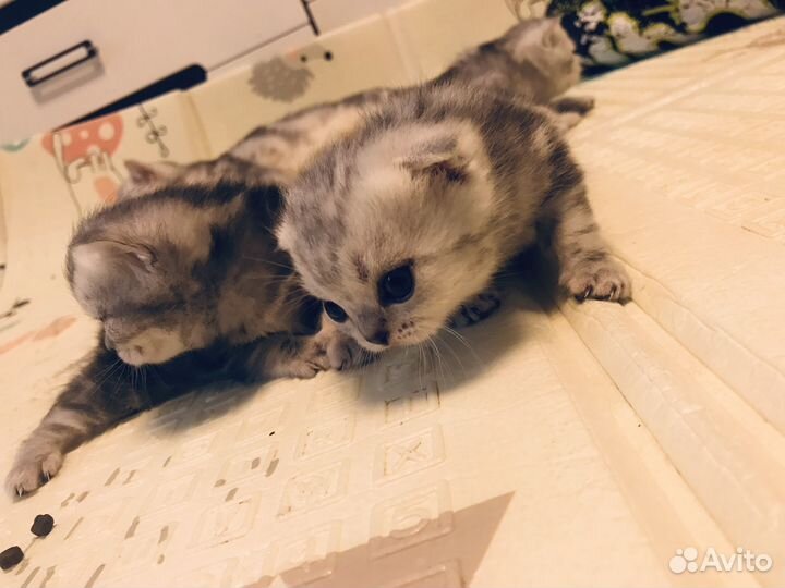 Шотландские вислоухие котята