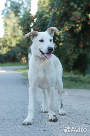 Щенок домашний бесплатно