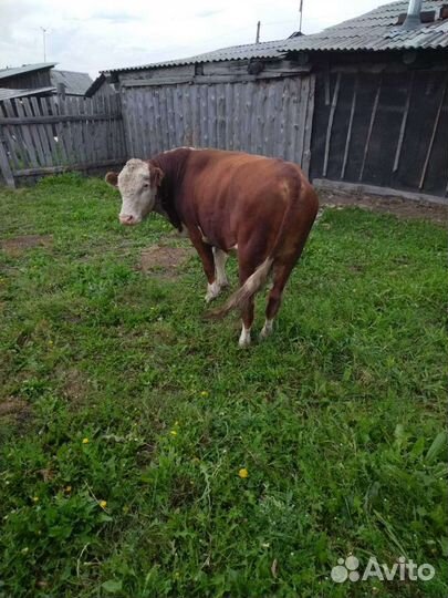 Бык герефорд