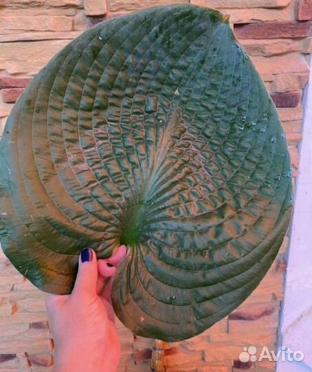 Революшн,Сорбет, Стилетто, Красный октябрь