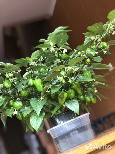 Обучение выращиванию гидропонным методом