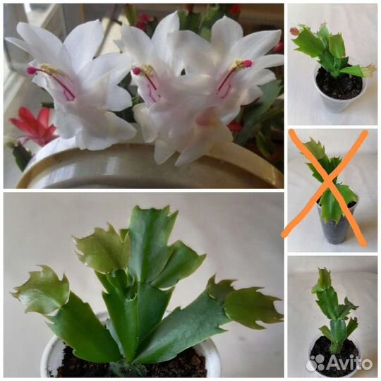 Декабрист белый сорт Малисса