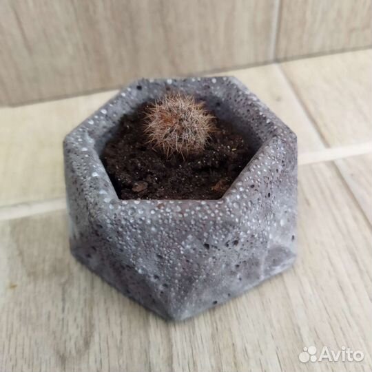 Кактусы и суккуленты