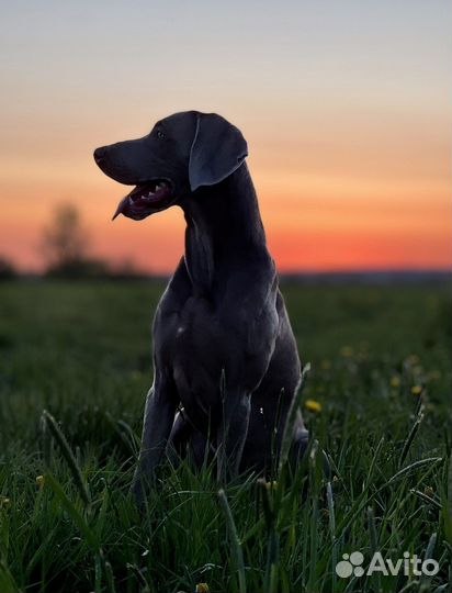 Собака веймаранер для фотосессии