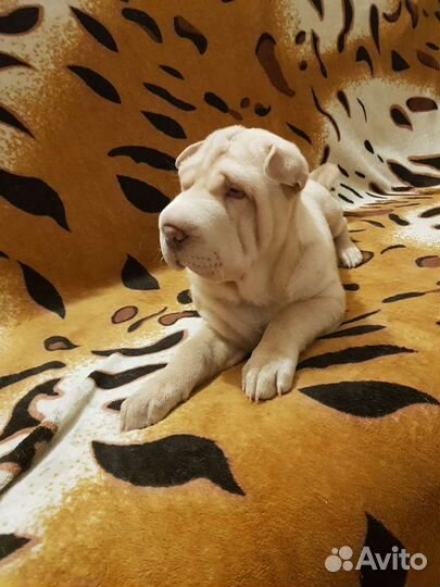 Щенки шарпея