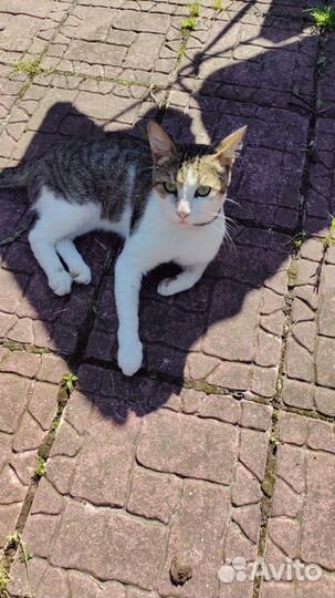 Котик 8 месяцев ищет дом