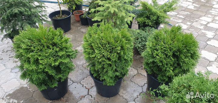 Хвойные растения