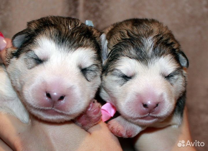 Аляскинский маламут