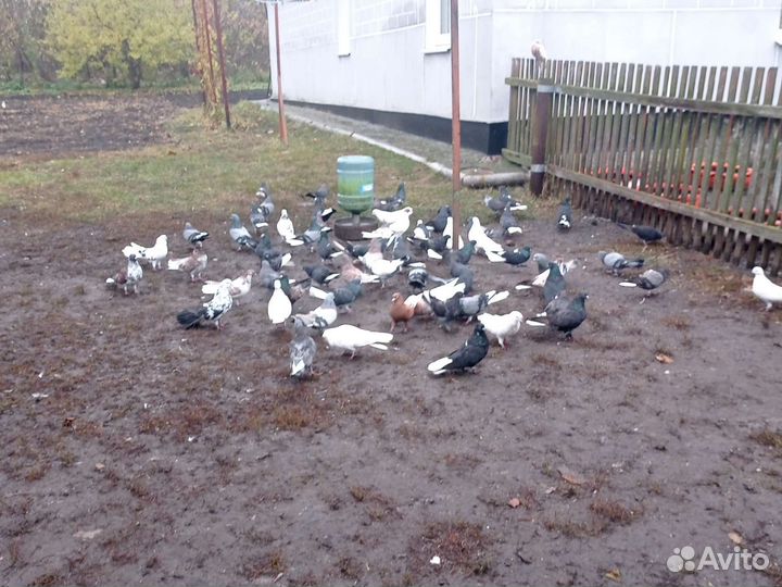 Продажа николаевских голубей