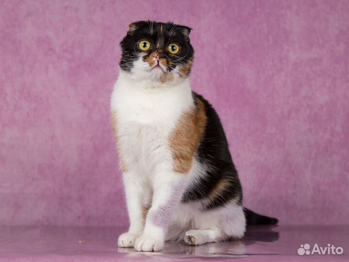 Кошка Подружка вислоухая трехцветка