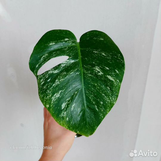 Монстера вариегатная Альба