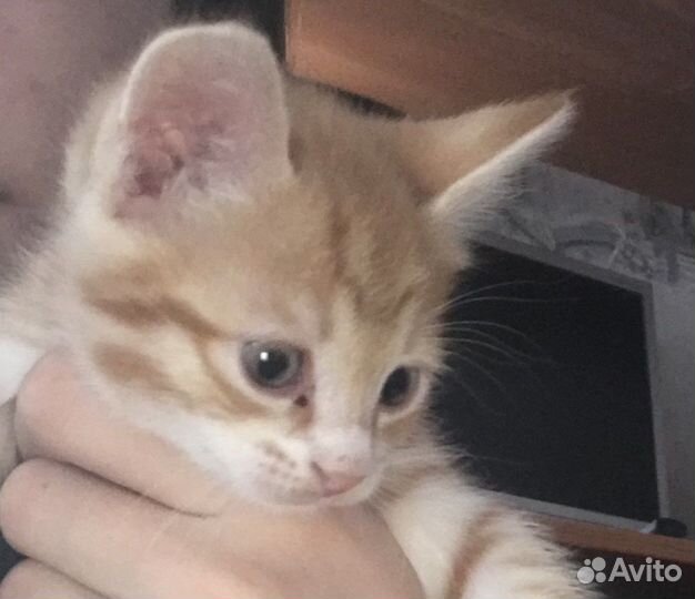 Кошка в дар бесплатно