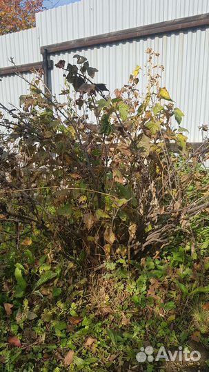 Кусты смородины и вишни