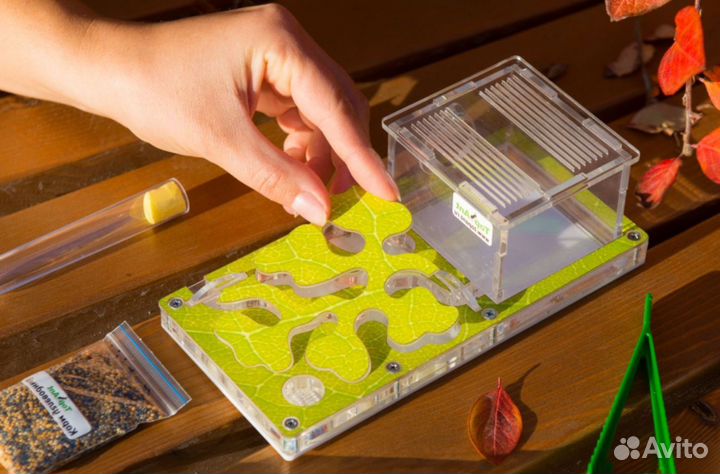 Муравьиная ферма / Формикарий