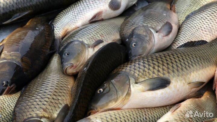 Свежая рыба