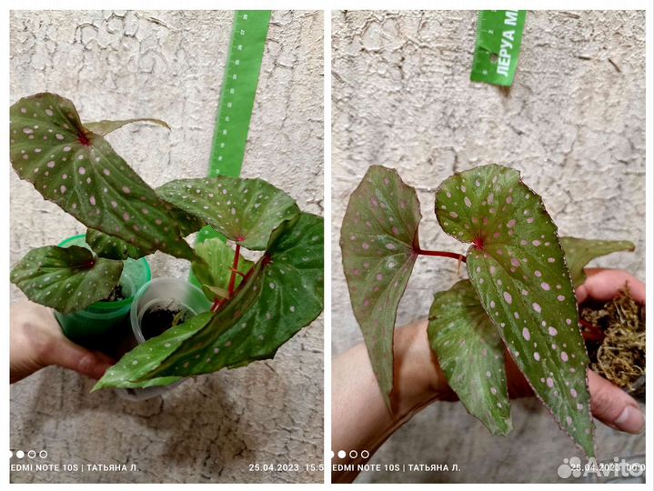 Бегонии природники (кейн, шраб)