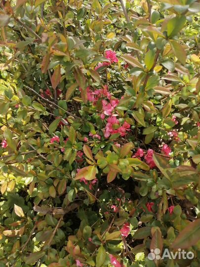 Саженцы айва