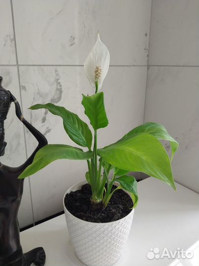 Комнатное декоративное растение спатифиллум