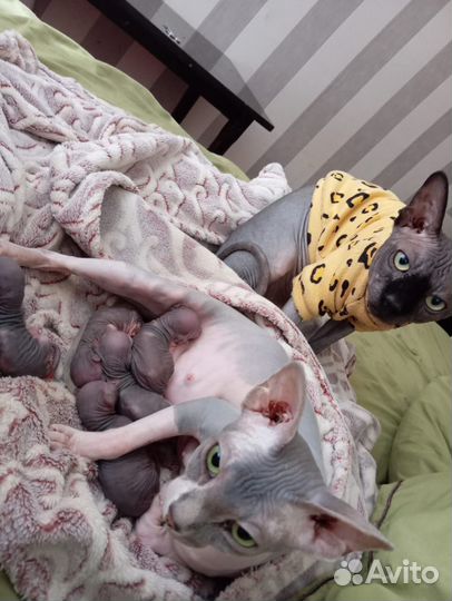 Канадский сфинкс с родословной, котята