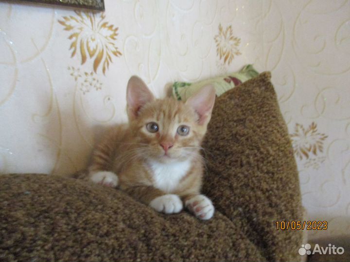 2 котёнка-девочки