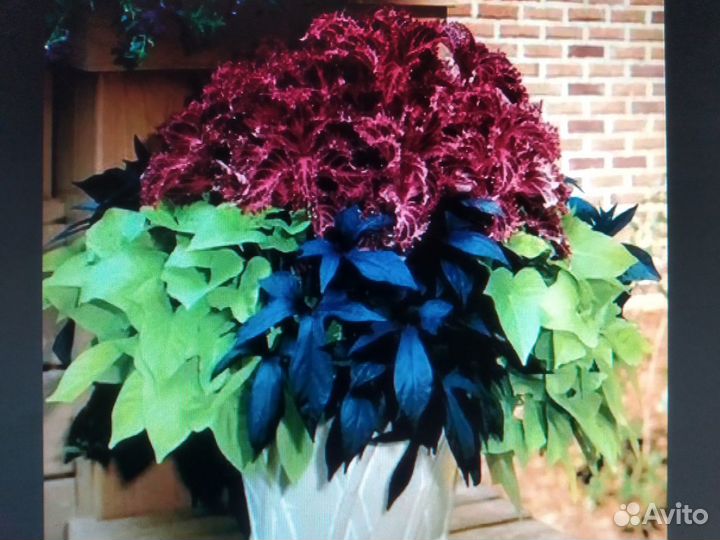 Ипомея батат 5 сортов