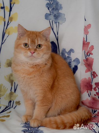 Шотландский кот кастрат