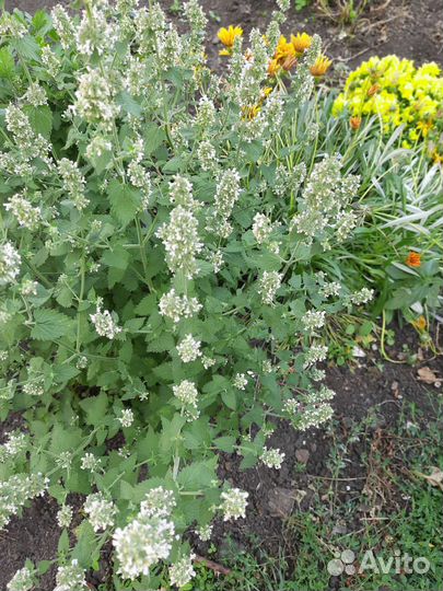 Котовник кошачий, кошачья мята