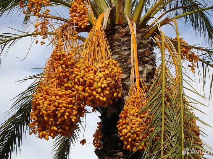 Семена комнатных тропических растений